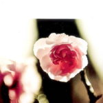 muriel_barbery_elegance_herisson muriel_barbery_elegance_herisson