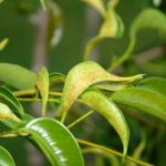 ficus ficus